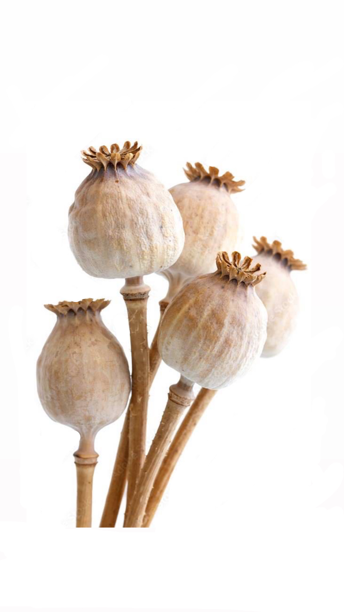 White Poppy Seed.